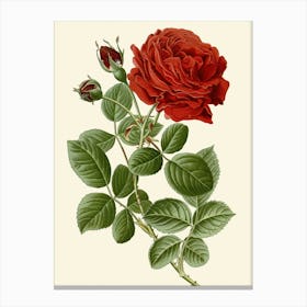 Red Rose 1 Canvas Print