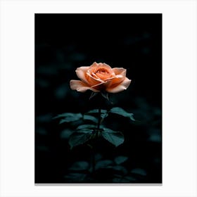 Dark Rose 60 Leinwandbilder