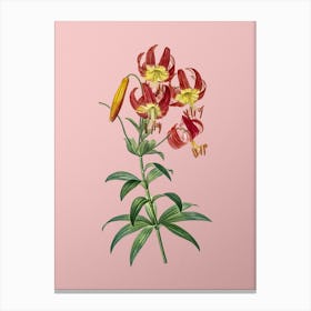 Vintage Turban Lily Botanical on Soft Pink Canvas Print