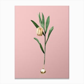 Vintage Fritillaria Latifolia Botanical on Soft Pink n.0282 Canvas Print