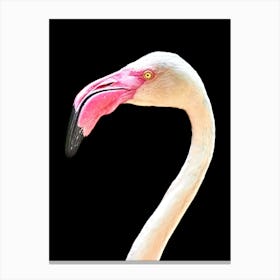 Flamingo 1 Canvas Print