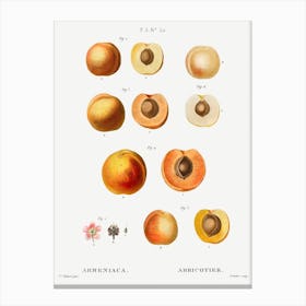 Apricot Fruit Chart Canvas Print