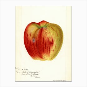 Apple Canvas Print