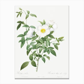 Cherokee Rose, Pierre Joseph Redoute Canvas Print