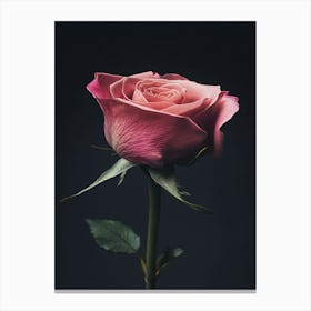 Pink Rose 6 Canvas Print