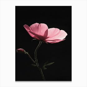 Pink Cosmos Canvas Print