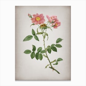 Vintage Lady Monson Rose Bloom Botanical on Parchment n.0070 Canvas Print