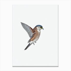 Eurasian Sparrowhawk B&W Pencil Drawing 2 Bird Canvas Print