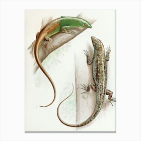 Vintage Painting Lizards Canvas Print