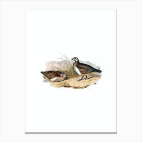Vintage Partridge Bronze Wing Bird Illustration on Pure White n.0444 Canvas Print