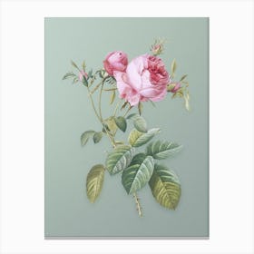 Vintage Pink Cabbage Rose de Mai Botanical Art on Mint Green n.0150 Canvas Print