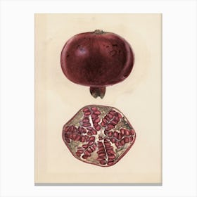 Pomegranate 10 Canvas Print