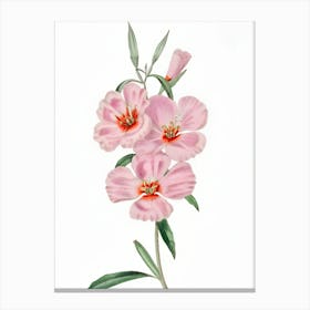 Pink Flowers 2 Canvas Print