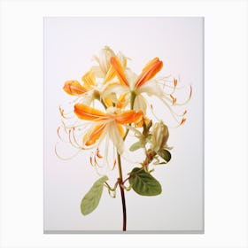 Pressed Wildflower Botanical Art Honeysuckle Canvas Print