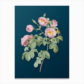 Vintage Tomentose Rose Botanical Art on Teal Blue n.0154 Canvas Print