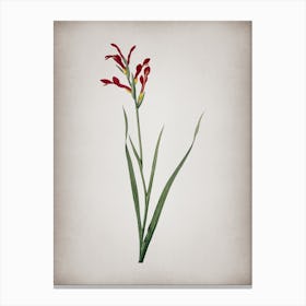 Vintage Gladiolus Cunonius Botanical on Parchment n.0183 Canvas Print