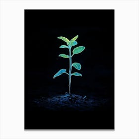 Young Plant On Black Background Canvas Print