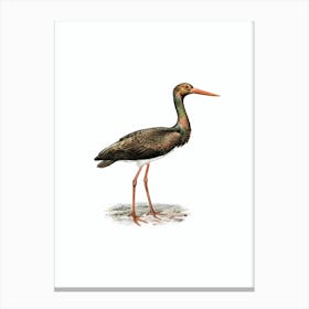 Vintage Black Stork Bird Illustration on Pure White n.0023 Canvas Print