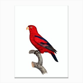 Vintage Red Lory Bird Illustration on Pure White Canvas Print