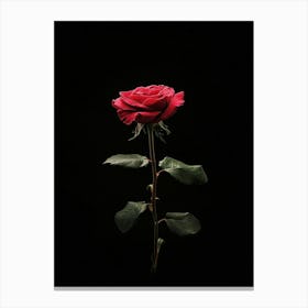 Single Rose On Black Background 9 Canvas Print