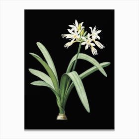 Vintage Pancratium Illyricum Botanical Illustration on Solid Black n.0838 Canvas Print