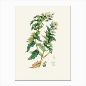 Vintage Botanical John Stephenson and James Morss Churchill Art Print_2731671 Canvas Print