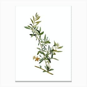 Vintage Goji Berry Branch Botanical Illustration on Pure White n.0057 Canvas Print