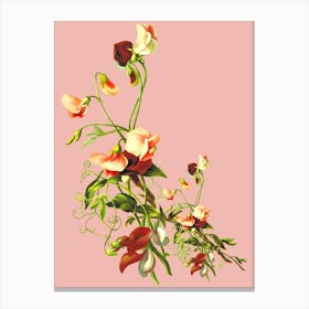 Sweet Peas Canvas Print