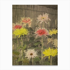 Chrysanthemums 11 Canvas Print