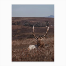 Montana Elk Canvas Print