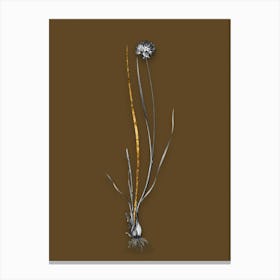 Vintage Allium Foliosum Black and White Gold Leaf Floral Art on Coffee Brown n.0576 Canvas Print