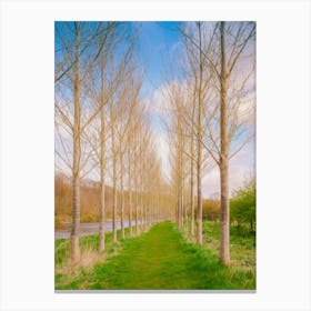 Avenue By The Tweed Canvas Print