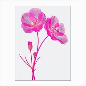 Hot Pink Evening Primrose Canvas Print