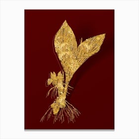 Vintage Koemferia Longa Botanical in Gold on Red n.0201 Canvas Print