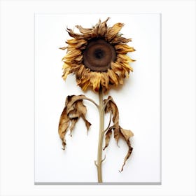 Dead Sunflower 3 Canvas Print