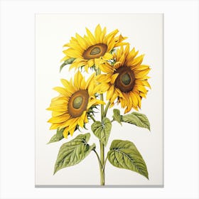 Sunflowers Flower Vintage Botanical 1 Canvas Print