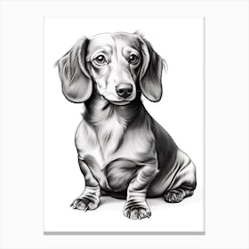 Dachshund Dog, Line Drawing 4 Canvas Print