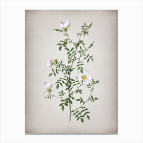 Vintage Hedge Rose Botanical on Parchment Canvas Print