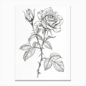Roses Sketch 32 Canvas Print