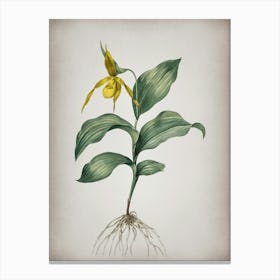 Vintage Yellow Lady's Slipper Orchid Botanical on Parchment n.0111 Canvas Print