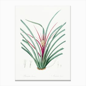 Plumier S Bromelia Illustration From Les Liliacées (1805), Pierre Joseph Redoute Canvas Print