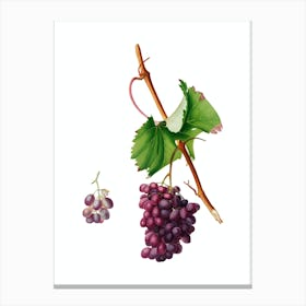 Vintage Grape Barbarossa Botanical Illustration on Pure White n.0338 Canvas Print