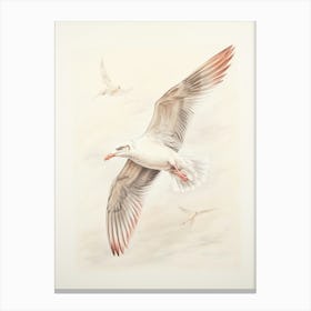 Vintage Bird Drawing Seagull 3 Canvas Print