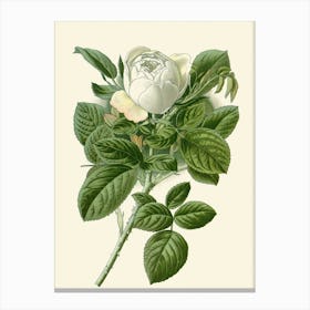 White Rose Canvas Print