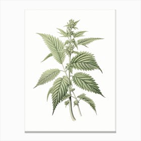 Stinging Nettle Vintage Botanical Herbs 1 Canvas Print