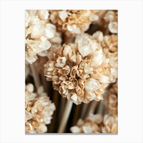 Close Up Of Dried Flowers Canvas Print