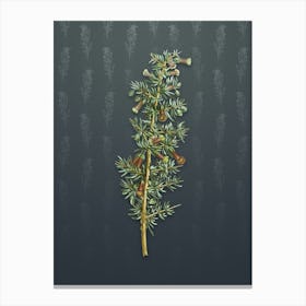 Vintage Kraal Honey Thorn Botanical on Slate Gray Pattern n.0996 Canvas Print