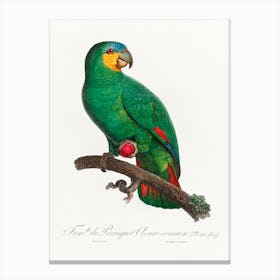 The Orange Winged Amazon From Natural History Of Parrots, Francois Levaillant 1 Canvas Print