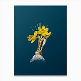 Vintage Crocus Luteus Botanical Art on Teal Blue n.0847 Canvas Print