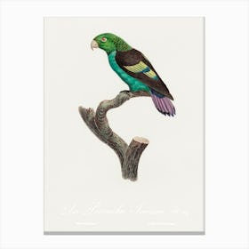 Black Winged Parakeet From Natural History Of Parrots, Francois Levaillant Canvas Print